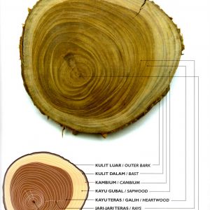 serat-kayu-jati
