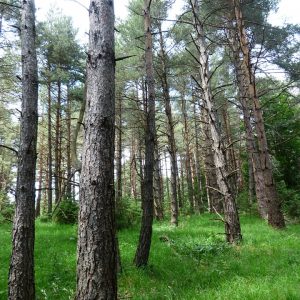 cat-kayu-untuk-kayu-pinus